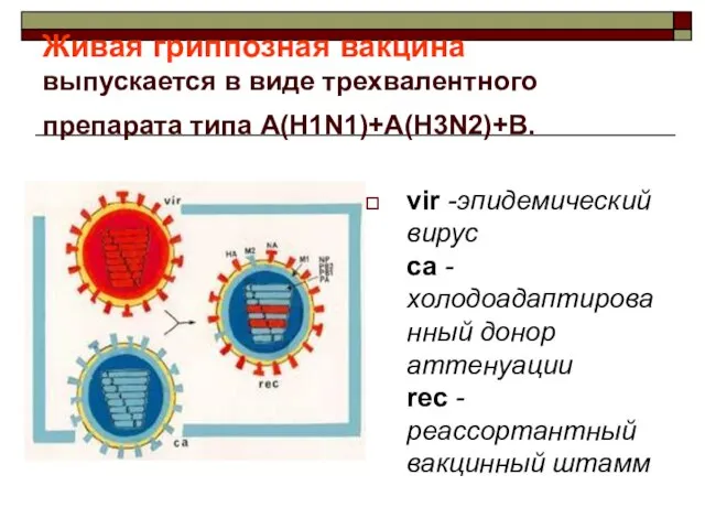 Живая гриппозная вакцина выпускается в виде трехвалентного препарата типа A(H1N1)+A(H3N2)+B. vir