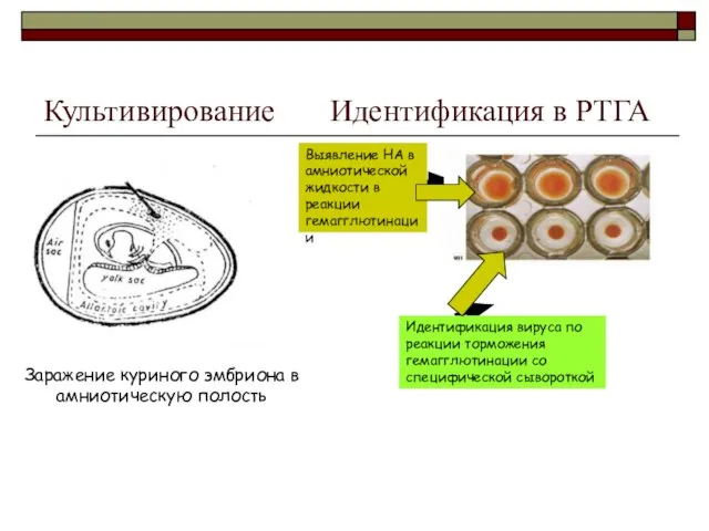 Культивирование Идентификация в РТГА Заражение куриного эмбриона в амниотическую полость Выявление