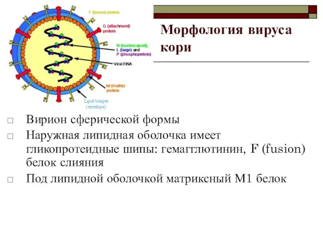 Морфология вируса кори Вирион сферической формы Наружная липидная оболочка имеет гликопротеидные