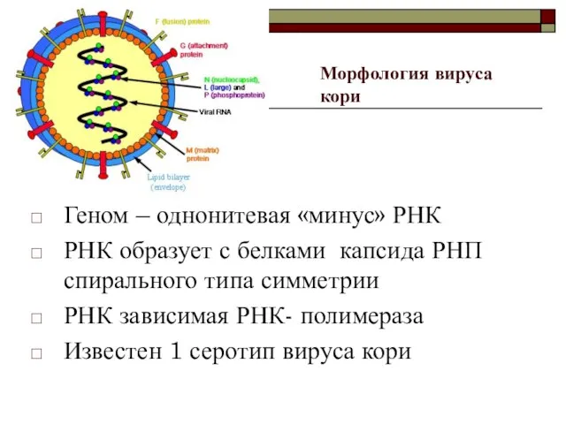 Геном – однонитевая «минус» РНК РНК образует с белками капсида РНП