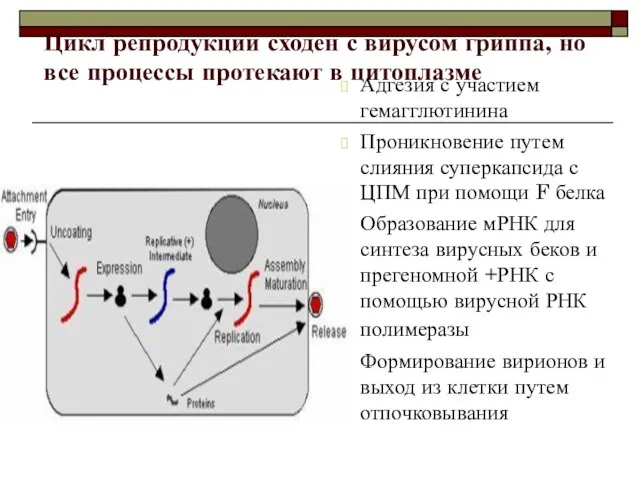 Цикл репродукции сходен с вирусом гриппа, но все процессы протекают в