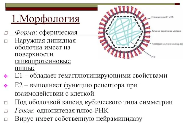 1.Морфология Форма: сферическая Наружная липидная оболочка имеет на поверхности гликопротеиновые шипы: