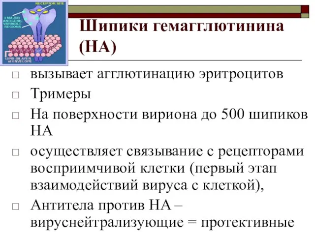 Шипики гемагглютинина (HA) вызывает агглютинацию эритроцитов Тримеры На поверхности вириона до