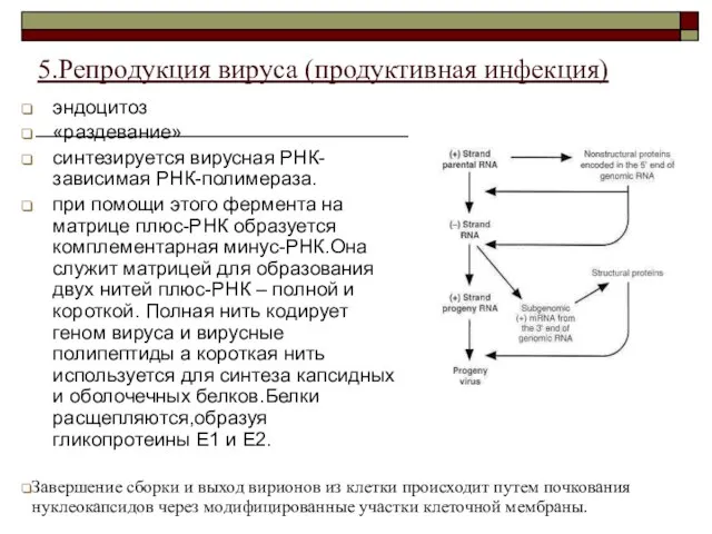 эндоцитоз «раздевание» синтезируется вирусная РНК-зависимая РНК-полимераза. при помощи этого фермента на