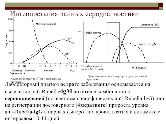 Интерпретация данных серодиагностики Изменение спектра АТ при врождённой краснухе. Динамика основных