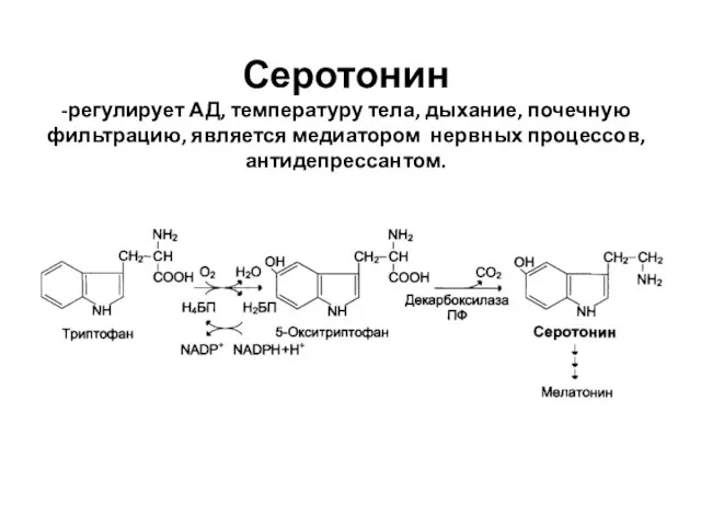 Серотонин -регулирует АД, температуру тела, дыхание, почечную фильтрацию, является медиатором нервных процессов, антидепрессантом.