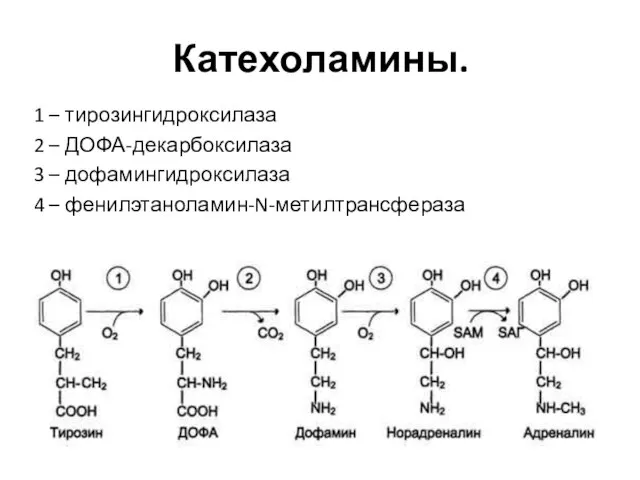 Катехоламины. 1 – тирозингидроксилаза 2 – ДОФА-декарбоксилаза 3 – дофамингидроксилаза 4 – фенилэтаноламин-N-метилтрансфераза