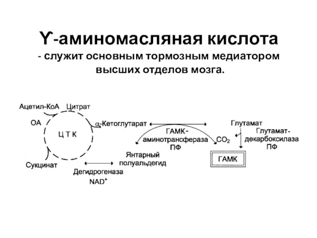 ϒ-аминомасляная кислота - служит основным тормозным медиатором высших отделов мозга.