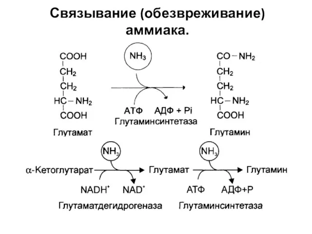 Связывание (обезвреживание) аммиака. Из ткани в печень: