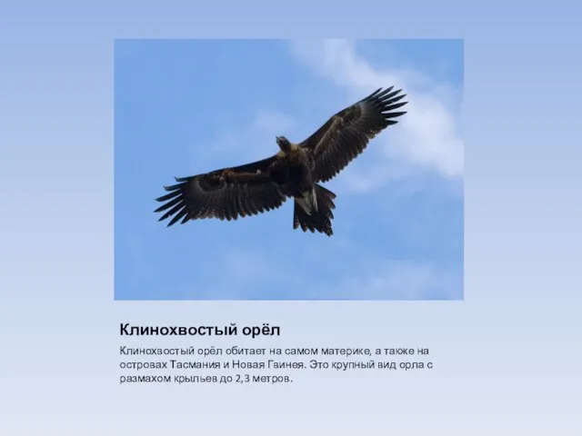 Клинохвостый орёл Клинохвостый орёл обитает на самом материке, а также на