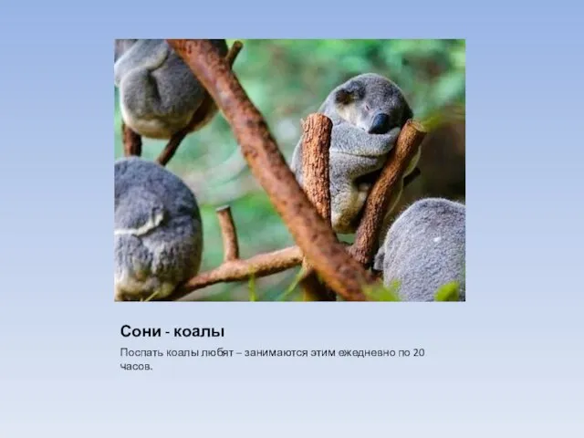 Сони - коалы Поспать коалы любят – занимаются этим ежедневно по 20 часов.