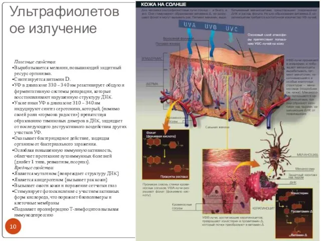 Ультрафиолетовое излучение Полезные свойства: Вырабатывается меланин, повышающий защитный ресурс организма. Синтезируется