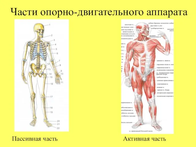 Части опорно-двигательного аппарата Пассивная часть Активная часть