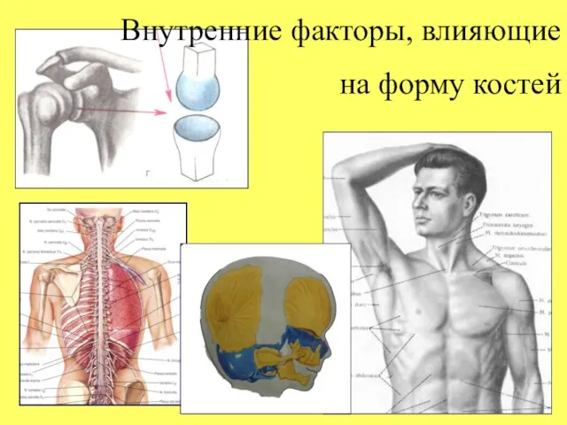 Внутренние факторы, влияющие на форму костей