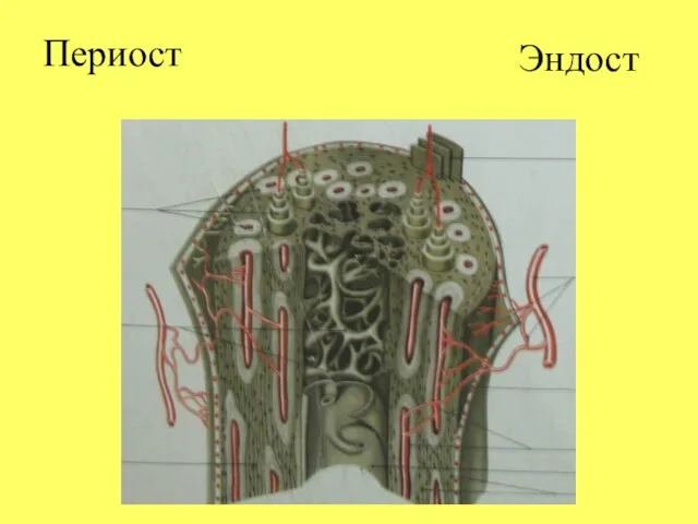 Периост Эндост