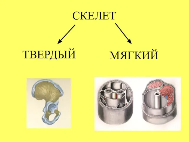 СКЕЛЕТ ТВЕРДЫЙ МЯГКИЙ