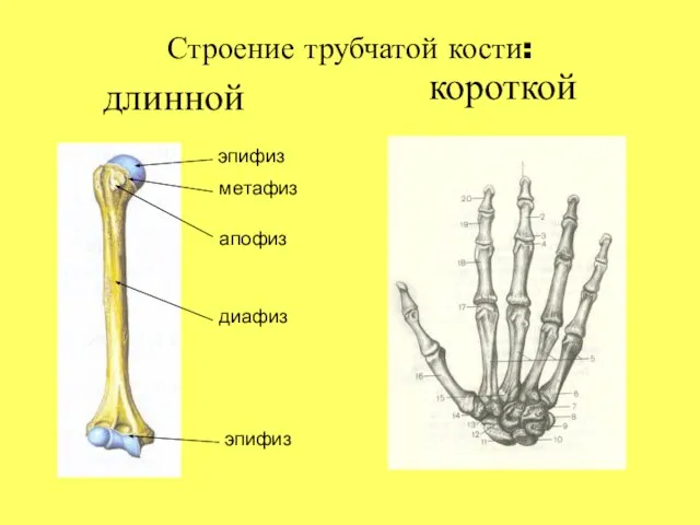 Строение трубчатой кости: длинной короткой