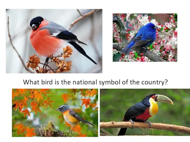 What bird is the national symbol of the country?