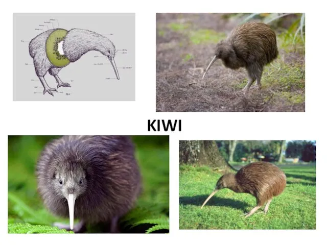 KIWI