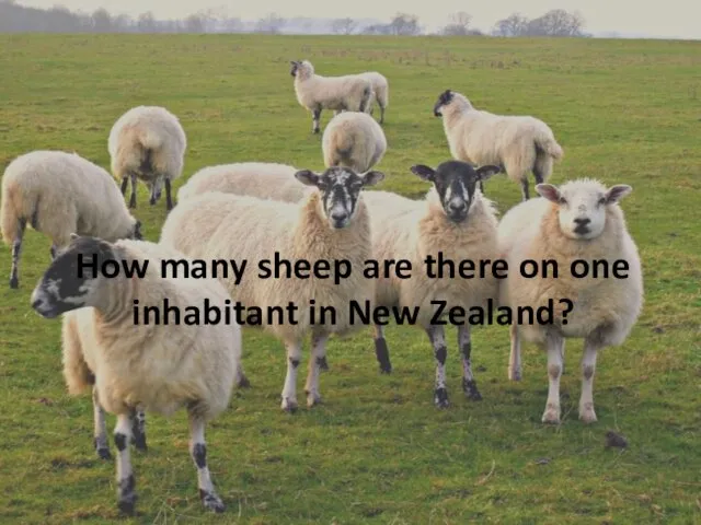 How many sheep are there on one inhabitant in New Zealand?