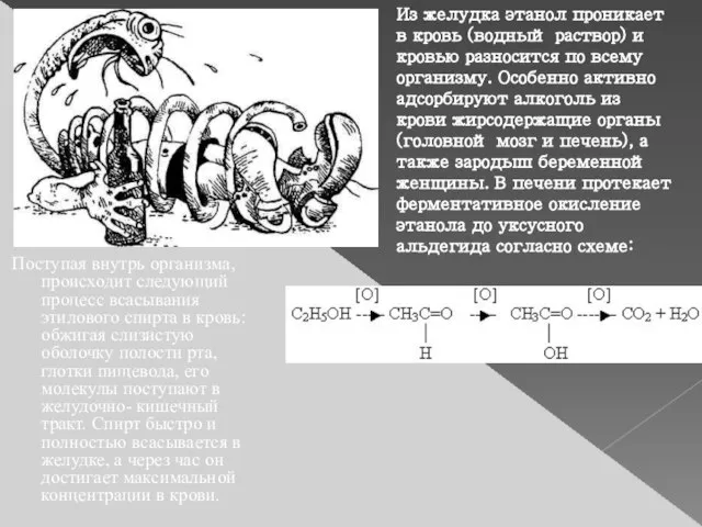 Поступая внутрь организма, происходит следующий процесс всасывания этилового спирта в кровь: