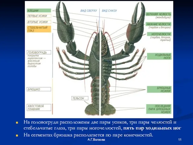 А.Г.Волкова На головогруди расположены две пары усиков, три пары челюстей и