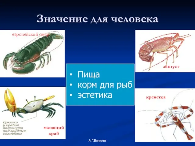 А.Г.Волкова Значение для человека Пища корм для рыб эстетика лангуст европейский омар манящий краб креветка