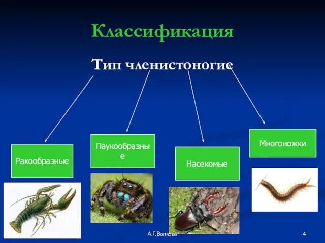 А.Г.Волкова Классификация Тип членистоногие Ракообразные Паукообразные Насекомые Многоножки