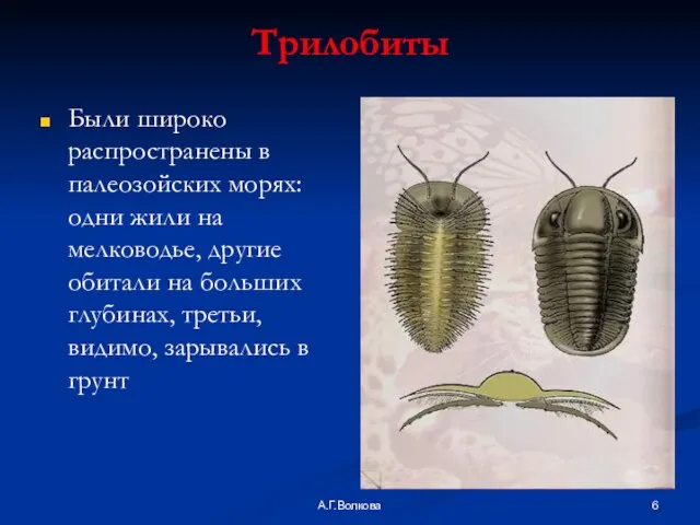 А.Г.Волкова Трилобиты Были широко распространены в палеозойских морях: одни жили на