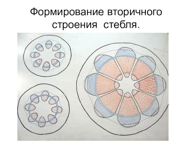 Формирование вторичного строения стебля.