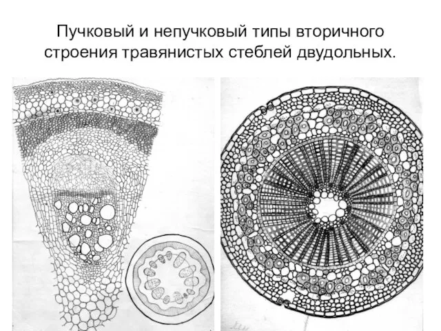 Пучковый и непучковый типы вторичного строения травянистых стеблей двудольных.