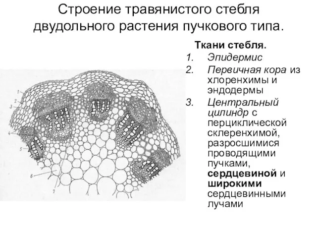 Строение травянистого стебля двудольного растения пучкового типа. Ткани стебля. Эпидермис Первичная