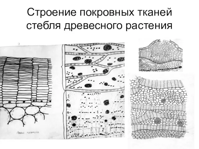 Строение покровных тканей стебля древесного растения