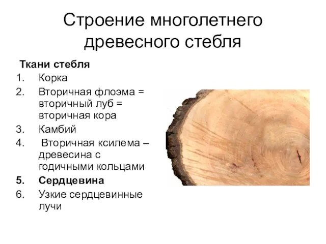 Строение многолетнего древесного стебля Ткани стебля Корка Вторичная флоэма = вторичный