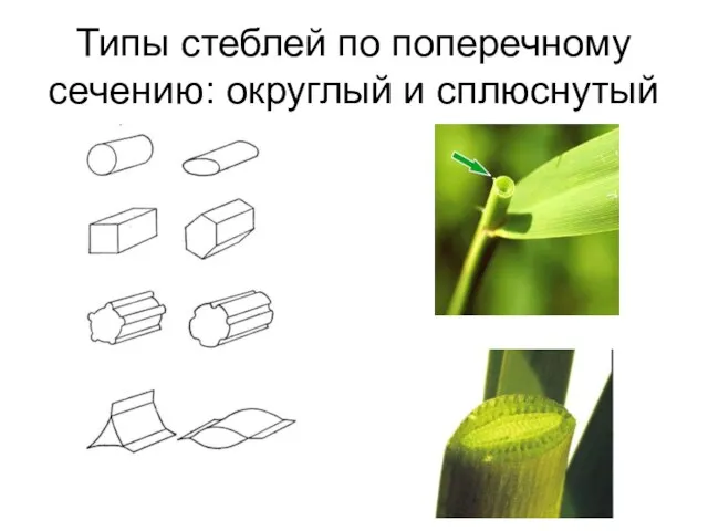 Типы стеблей по поперечному сечению: округлый и сплюснутый