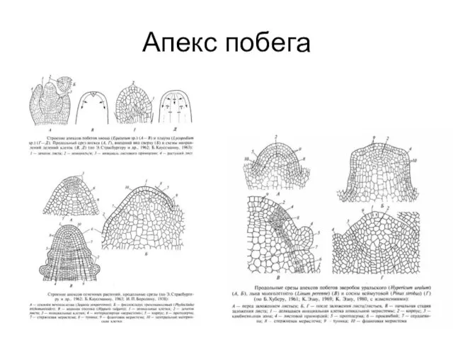 Апекс побега