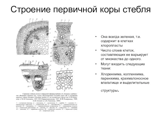 Строение первичной коры стебля Она всегда зеленая, т.е. содержит в клетках