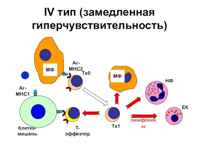 IV тип (замедленная гиперчувствительность)