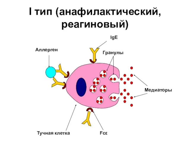 I тип (анафилактический, реагиновый)