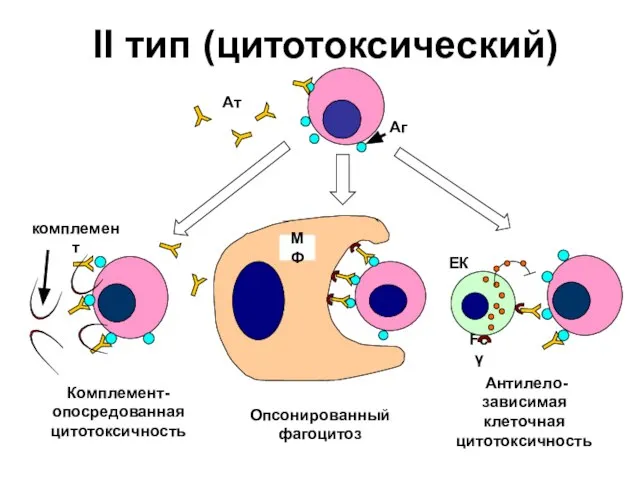 II тип (цитотоксический)