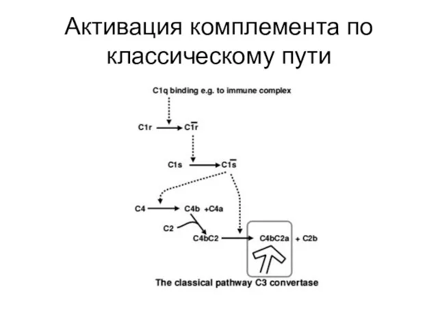 Активация комплемента по классическому пути