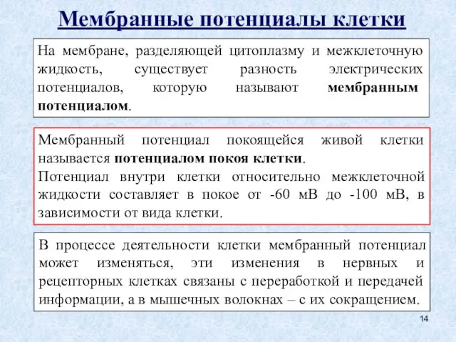 Мембранные потенциалы клетки На мембране, разделяющей цитоплазму и межклеточную жидкость, существует