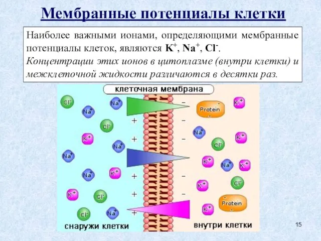 Мембранные потенциалы клетки Наиболее важными ионами, определяющими мембранные потенциалы клеток, являются