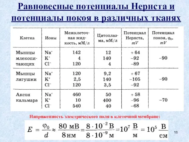 Равновесные потенциалы Нернста и потенциалы покоя в различных тканях Напряженность электрического поля в клеточной мембране: