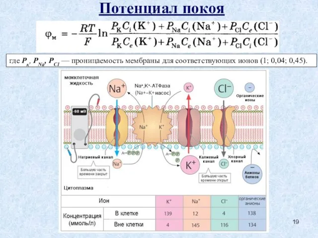 Потенциал покоя где Рк, PNa, РС1 — проницаемость мембраны для соответству­ющих ионов (1; 0,04; 0,45).