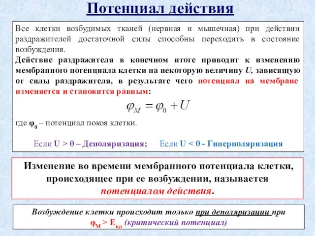 Потенциал действия Все клетки возбудимых тканей (нервная и мышечная) при действии