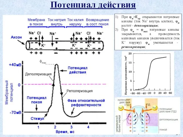 Потенциал действия При φм>Екр открываются натриевые каналы (ток Na+ внутрь клетки),