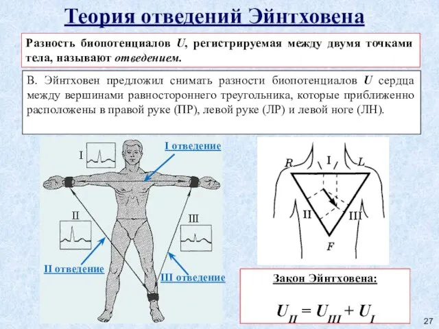 Теория отведений Эйнтховена Разность биопотенциалов U, регистрируемая между двумя точками тела,