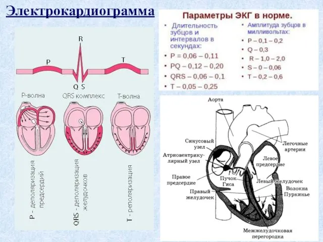 Электрокардиограмма