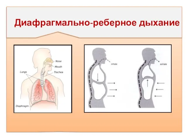 Диафрагмально-реберное дыхание